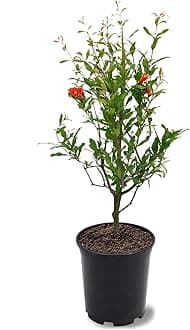 Parfianka Pomegranate Tree, Fruit Bearing, Hardy, 1 gal Nursery Pot, 12-18 in Tree Height (Due to Agricultural Laws, we Cannot Ship to CA, AZ, AK, or HI)