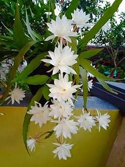 Brahma kamal plant Live Plant – Night-Blooming Flower Pack of 1 Heathy plant