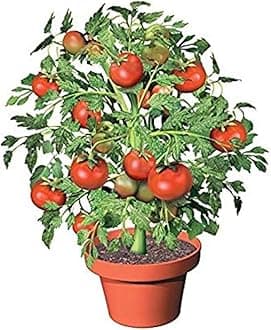 Tamarillo tree tomato live plant (pack of 4)