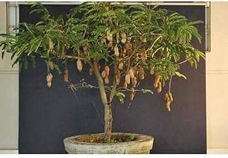 Creative Farmer Live Plant Sweet Tamarind Grafted Tamarind Fruit (Tamarindus Indica) (1 Healthy Live Fruit Plant)