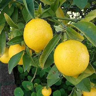 Bhajanlal Greenery Lemon Tree Live Plant (! Healthy Live Fruit Plant ) with 4 Inches Nursery Pot