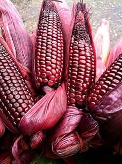 Imported sweet corn seeds | maroon color corn Seeds | sweet corn Seed For Farming your Home & Garden planting Pack of 20 seeds