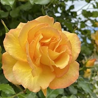 Yellow Climbing Rose Live Plant, 6 Months Old Starter, Fragrant Purple Climbing Roses for Planting Outdoor, No Pot