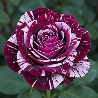 White Purple Climbing Rose Live Plant, 6 Months Old Starter, Fragrant Purple Climbing Roses for Planting Outdoor, No Pot