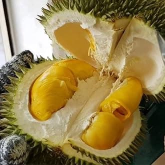 Durian (D101 Hybrid, Seedling) Exotic 1 Live Fruit Plant