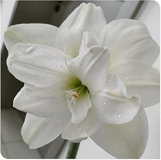 Amaryllis for Planting Now UK Perennial Good for Containers Excellent Display Plant Bulbs Ornamental Greening Flower Natural Organic Easy Plant Perennial -5bulbs-N