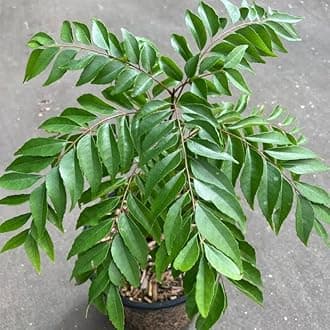 Live Plant Curry Leaf Murraya Koenigii Tree Plant Meethi Neem (1Sweet Neem Healthy Live Plant)