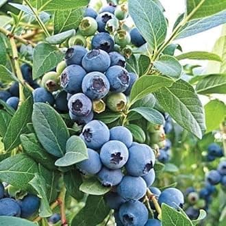 MVKR Live Rare Blueberry Fruit Plant | Sweet & Juicy Blueberry Bush for Home Garden, Balcony and Indoor Gardening | Pack of 1 Plant