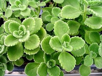 Indiana Cuban Oregano Indian Borage Indian mint Mexican mint Mexican oregano Hittaleeka HittaLik Hittulike Karpuravalli Sugandhavalakam Coleus amboinicus Rukuna Hatapocha Live Plant_Odiplantz