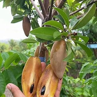 Chiku/Sapota Grafted Plant (Banana Sapota, Hybrid) Exotic 1 Live Fruit Plant