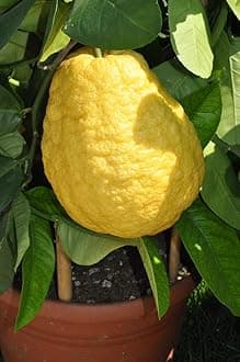 Rare Etrog Citron Ganapathy Lemon Fruit Live Seedling Plant