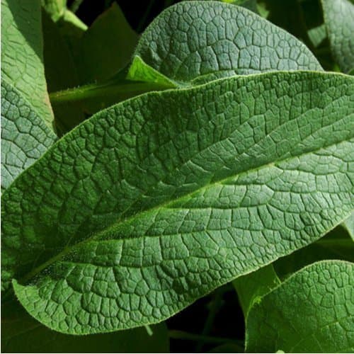 Symphytum officinale - Common Comfrey - Spg - Seeds