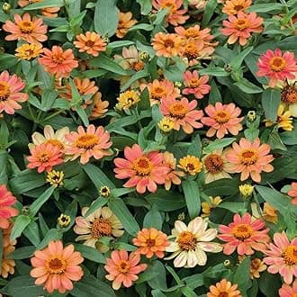 Eden Brothers Zinnia Seeds - Profusion Apricot, Non-GMO Seeds for Planting, Packet | Low-Maintenance Flower Seeds, Plant During Spring, Zones 2, 3, 4, 5, 6, 7, 8, 9, 10