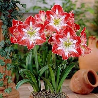 Amaryllis Lily Live Plants for Home Garden Pack of 2 Bulbs By Zabbus