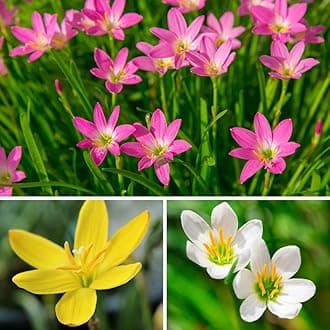 Live Green Flower Bulbs Zephyranthes/Rain Lily Flower Bulbs for Home Gardening (20 Bulb Mix)