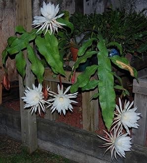 Rare Brahma Kamal, Queen of Night | Saussurea Obvallata Live Plant,Pack of 1 CF_07