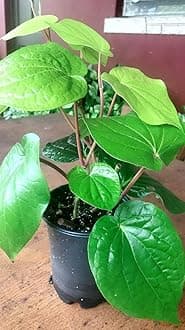 Bahan Traders Betel Leaf Nagarvel Magai Paan Plant With Pot