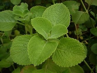 Bhajanlal Greenery Ajwain Karpuravalli Mexican Mint Live Plant | Indian Borage Medicinal Herb | Indoor Outdoor 4 Inches Potted Plant