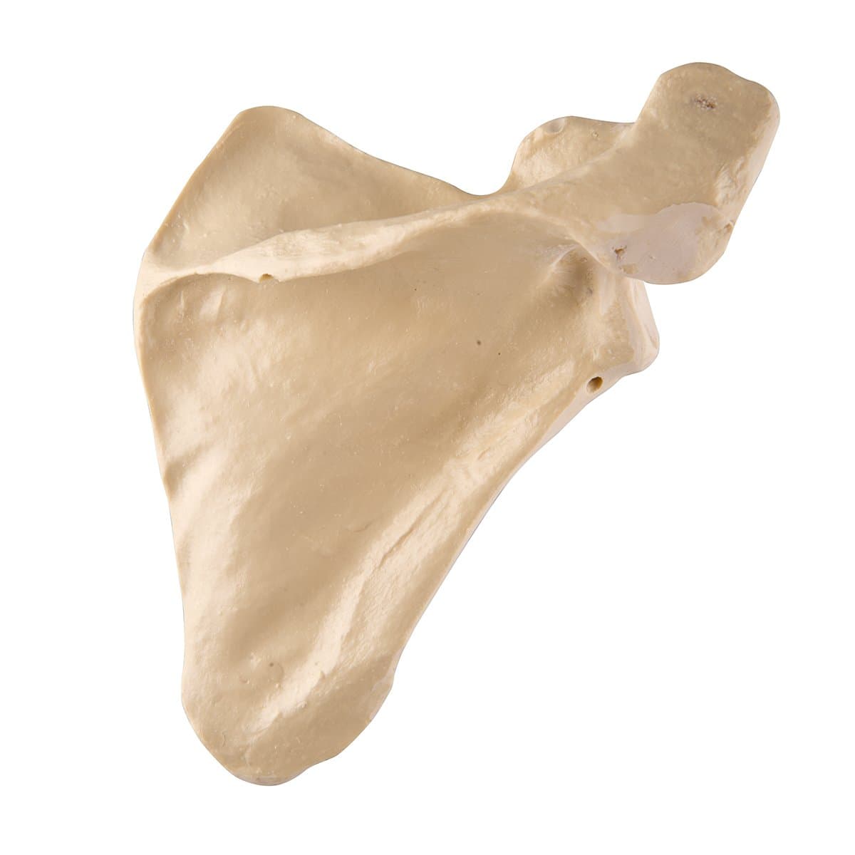 3B Scientific 1018517 Orthobones Scapula Bone Model