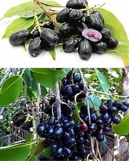 BLACK JAMUN GRAFTED THAI VARIETY HYBRID LIVE PLANTS| FRESH & HEALTHY LIVE PLANTS (BLACK JAMUN)