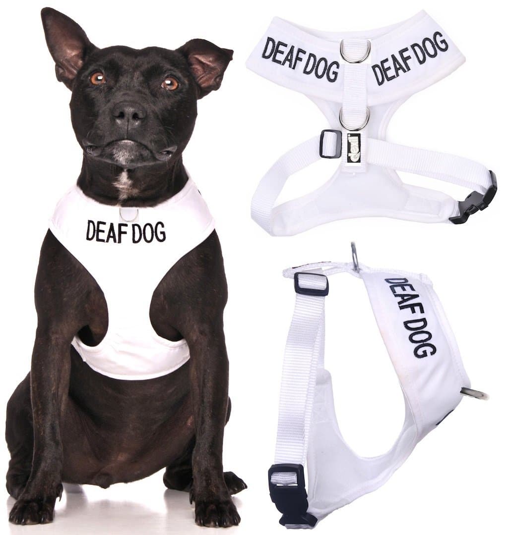 Deaf Dog White Color Coded Waterproof Padded Adjustable Medi