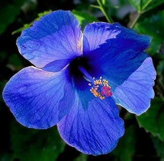 NEW DEBNATH NURSERY, All Season flower plant (Blue Hibiscus plant) A7