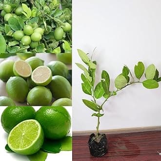 Golden Bloom Thai all season Thai Seedlees Lemon Plant Height 1-1.5 ft Tissue Culture Seedless Lemon Plant High Yield
