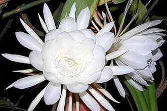 Brahma kamal plant original for Home Garden Pack of 1