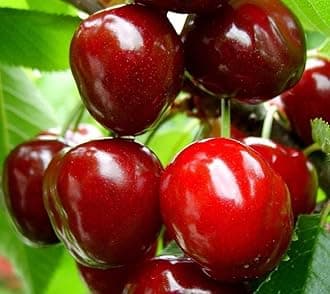Dwarf Patio Sunburst Cherry Fruit Tree 3-4ft Supplied in a 5 Litre Pot by DirectPlants™