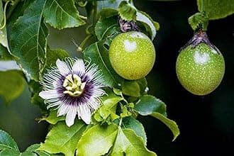 Creative Farmer Live Plant Granadilla (Purple Variety) Climbing Fruit Garden Plant(1 Healthy Live Plant) (PLANT-70-PFVOILET17$ll@)