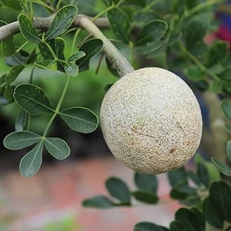M-Tech Gardens Rare Wood Apple/Bel Fruit Plant (Limonia acidissima, Hybrid) Exotic 2 Live Fruit Plants