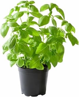 Ayurvedic Tulsi Live Plant with Pot Holy Basil Plant Tulsi Pooja Plant Krishna tulsi for Home Garden