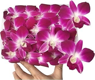 Miami Fresh Orchid Flower OrchidClub USA Sunne Tropical Loose Bloom DIY Lei Food Drink Decoration (50 PURPLE)