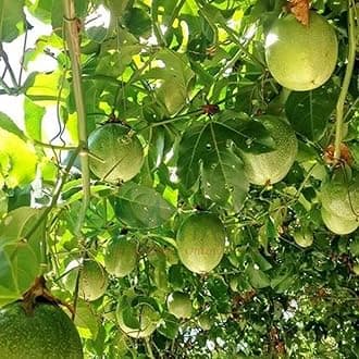 SANJUS Fruit Plants Delicious Hybrid Passion Fruit LIve Plant Immunity Booster Fruit Plant