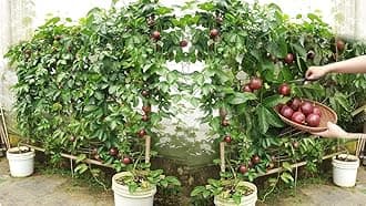 Pack of 4 Hybrid Passion Fruit Plant Giant Variety High Yield Plants