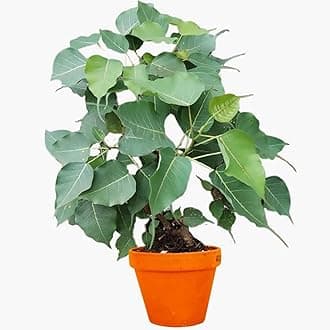 Peepal Tree Sacred Fig Bodhi Bo Ashwattha Pipal Ficus Religiosa Benghalensis Outdoor Ravi Peddha Ashwatha Arasa Maram Ashwattham Pippal Arayal Plant Live With Plastic Pot (Pack Of 1)
