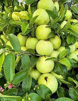 FloraPlax High Yield Hybrid All Seasons Rare Variety Guava Fruit Tree Live Plant for Home Kitchen Garden Amrood Ka Podha Amrud Phal ka Paudha Outdoor Big