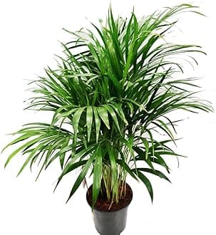 Garden Art live indoor plant (Areca Palm)