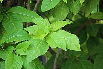 Sandi Keerai/Sundi Keerai/Nachu Kottai Keerai Healthy Live Plant With Safe & Secure Packing