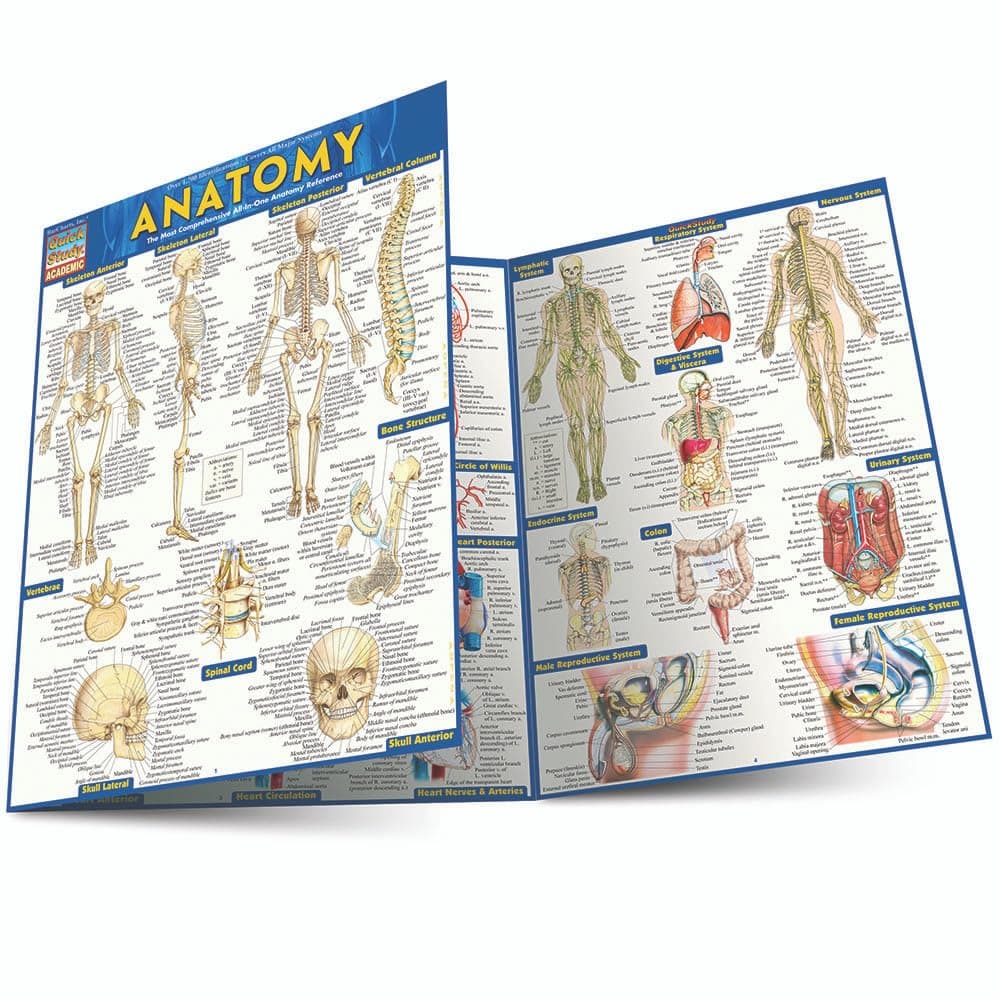 Anatomy - Reference Guide: a QuickStudy reference tool (Quick Study: Quizzer) (Quickstudy Academic)