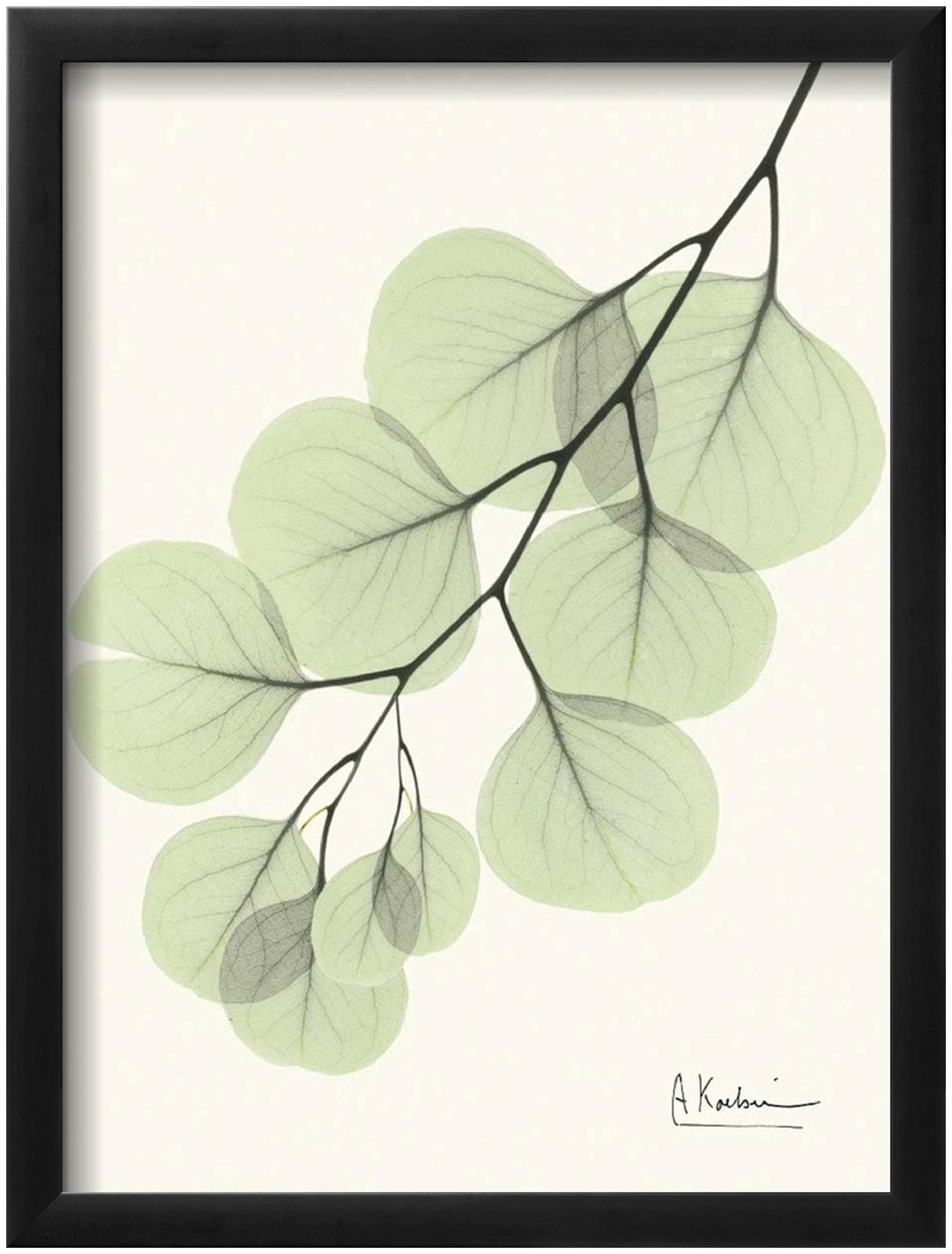 Casa Art Shop Albert Koetsier Cascading Eucalyptus