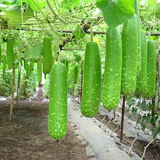 4 Pack x 26 Seeds - Long Bottle Gourd Seeds for Planting - Calabash Or Opo Squash Seeds | White-Flowered Gourd Squash Lauki Doodhi Seeds | Lauki Or Dudhi Sponge Gourd Cucuzza Seeds