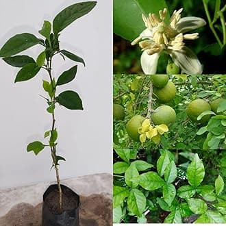 1 Live Bel Tree, Bilva Patra, Aegle Marmelos, Bael Plant Tree,Bel Patra Bel Patra Herbal & Medicinal Live Plant Pack Of 1 Bel Tree Plant