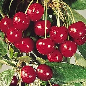 Dishita - Go Green Barbados Sweet Cherry Fruit Plant | Fruits Plants for Home Garden