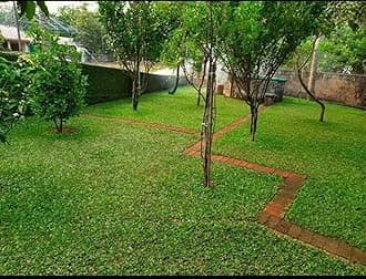 OhhSome Pearl Grass Buffalo Trays (Almost 100 Seedling In Tray) Hybrid Lawn, Ground,Garden (Healthy Live Plant)