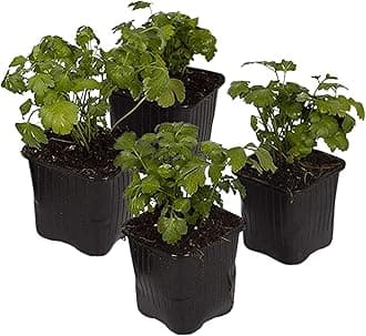 Live Aromatic and Edible Herb - Parsley (4 Per Pack), Boosts Immune System, 8" Tall by 4" Wide