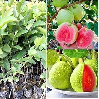 Red guava plant grafted, grafted plant for red guava (pack of 1)