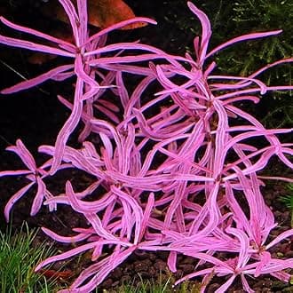 Hygrophila araguaia sp chai Pink Lady 1 stem Aquatic Plant Aquascaping