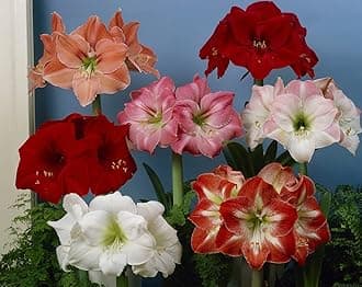 Amaryllis lily flower bulbs double Flower Bulbs for Planting & Home Garden Pack of 5 Bulbs By Zabbus