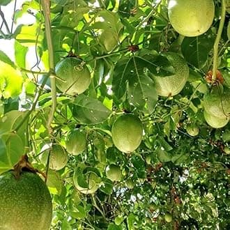 4 Variety Live Passion Fruit Plants High Yield All Year Fruiting Set of 4